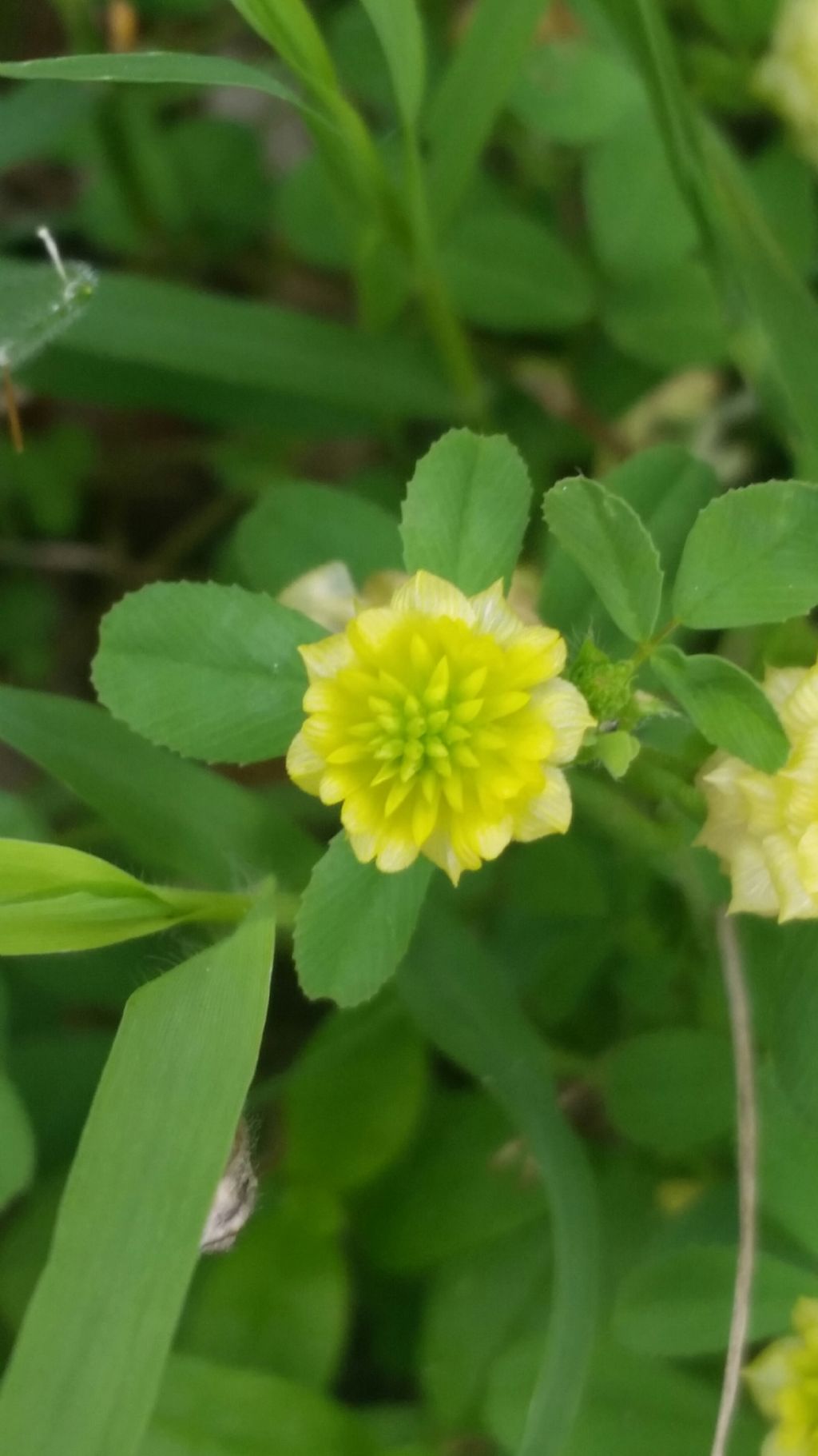 Trifolium campestre  (Fabaceae)